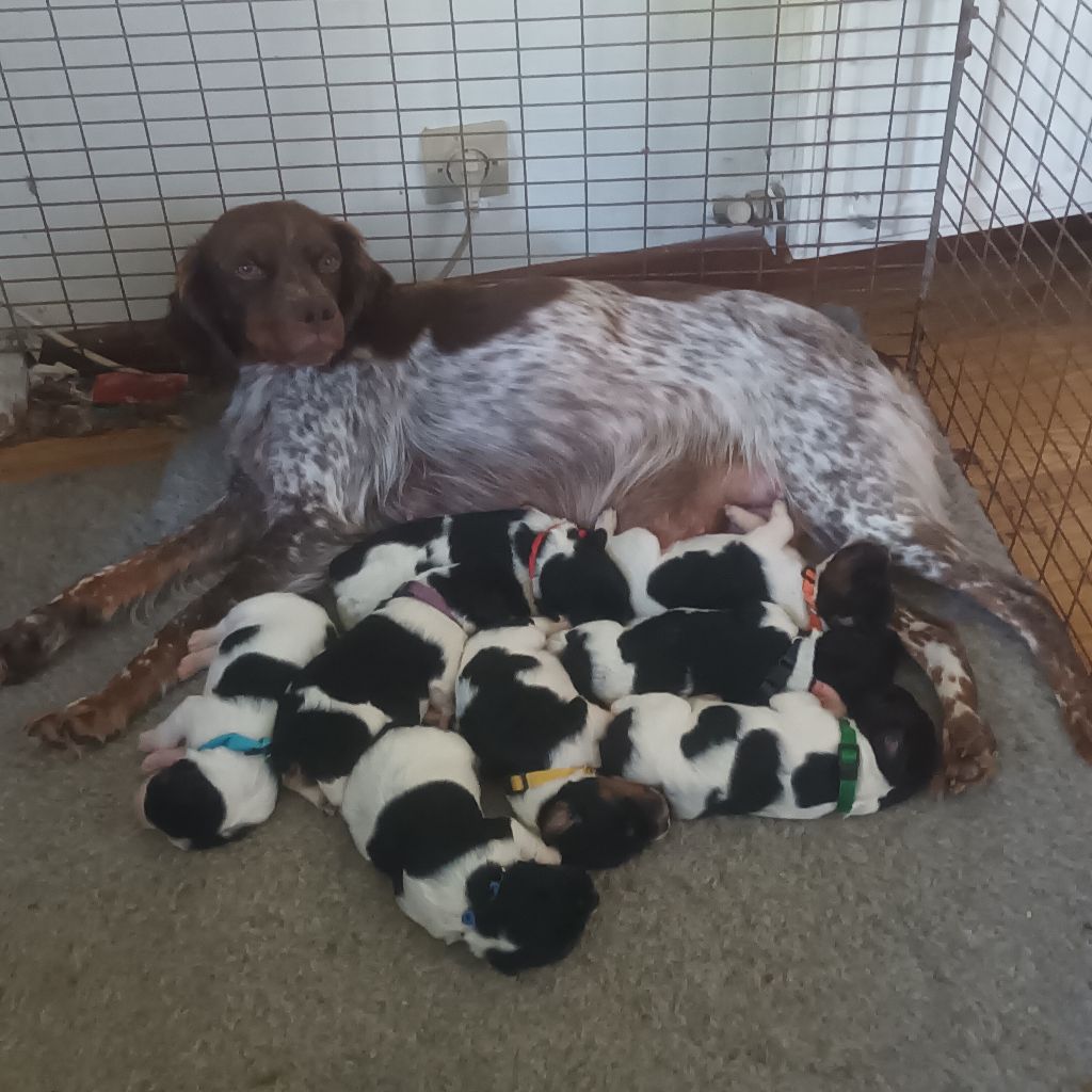 Chiot Epagneul Breton des T'chiots Picards