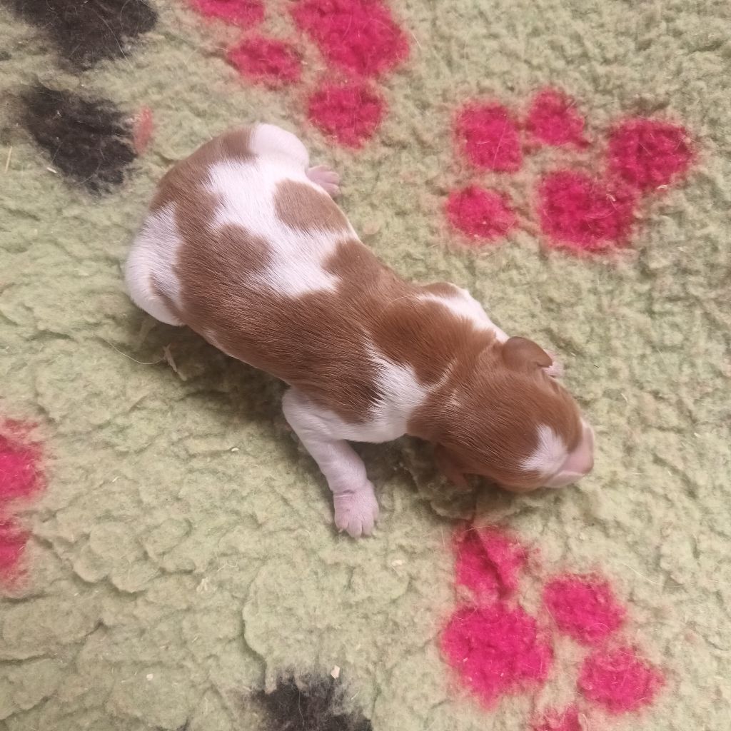 des T'chiots Picards - Chiots disponibles - Epagneul Breton