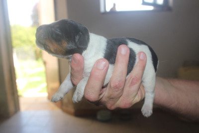 CHIOT 5