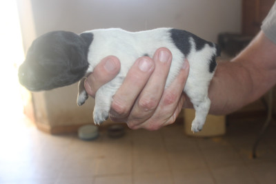 CHIOT 4