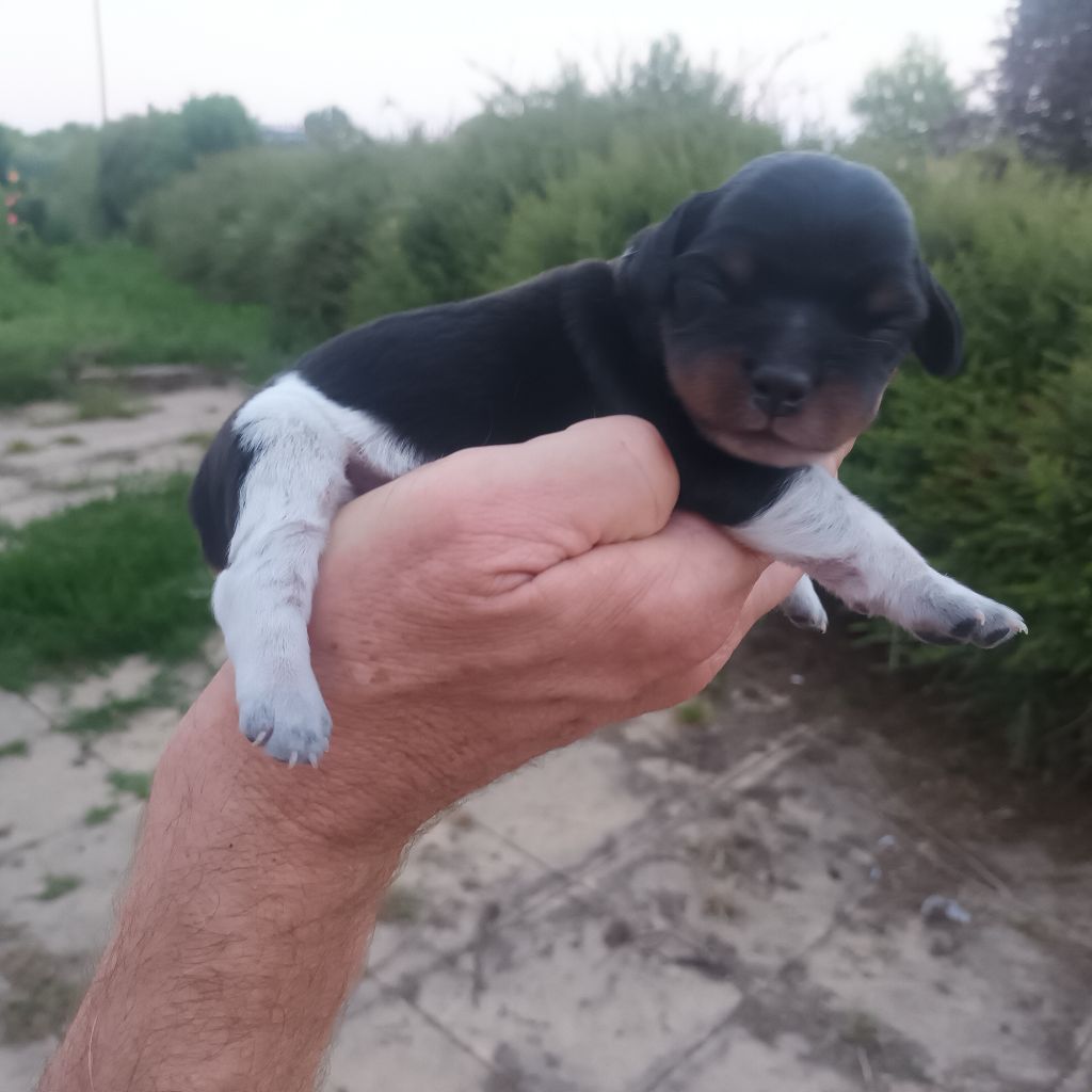des T'chiots Picards - Chiots disponibles - Epagneul Breton