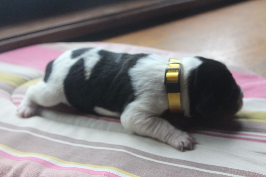 des T'chiots Picards - Chiots disponibles - Epagneul Breton