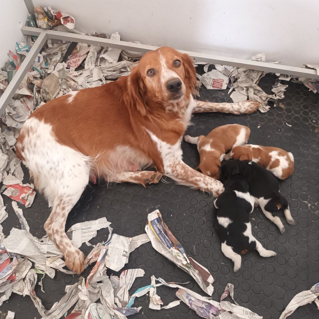 Chiot Epagneul Breton des T'chiots Picards